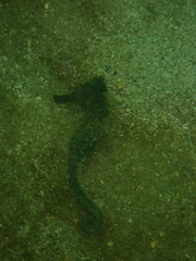 Hippocampus kuda