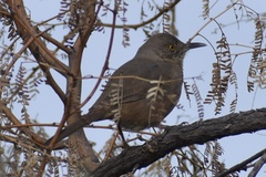 Toxostoma bendirei