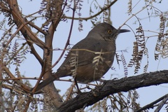 Toxostoma bendirei