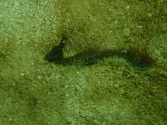 Hippocampus kuda
