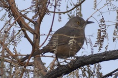 Toxostoma bendirei