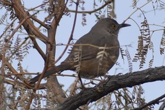 Toxostoma bendirei