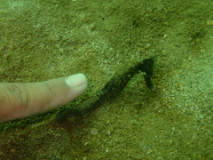 Hippocampus kuda