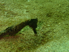 Hippocampus kuda