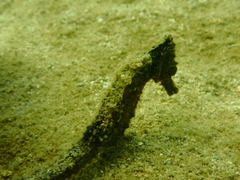 Hippocampus kuda