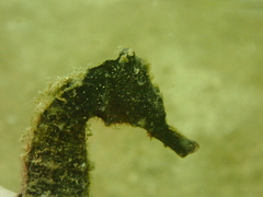 Hippocampus kuda