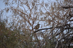 Toxostoma bendirei