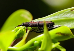 Rhinotia filiformis