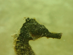 Hippocampus kuda