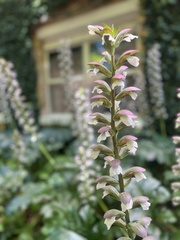 Acanthus mollis