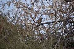 Toxostoma bendirei