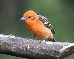 Piranga bidentata