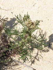 Senecio bipinnatisectus