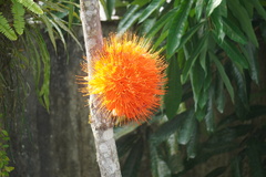 Brownea macrophylla