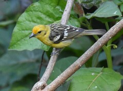 Piranga bidentata