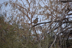Toxostoma bendirei