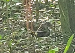 Aramus guarauna