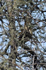 Toxostoma bendirei
