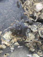 Neogastropoda