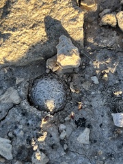 Mammillaria lasiacantha