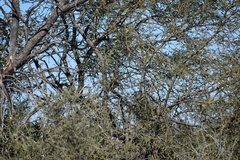 Toxostoma bendirei