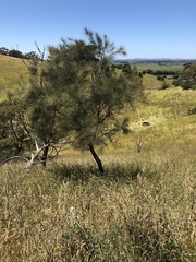 Allocasuarina verticillata