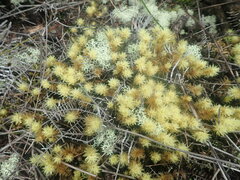 Pulchrinodus inflatus