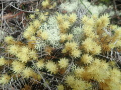 Pulchrinodus inflatus