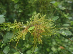 Cryphaea tenella
