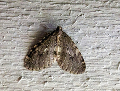 Operophtera occidentalis