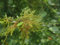 Cryphaea tenella