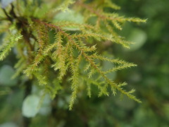 Cryphaea tenella