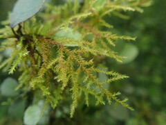 Cryphaea tenella