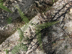 Gleichenia