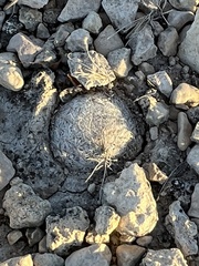 Mammillaria lasiacantha
