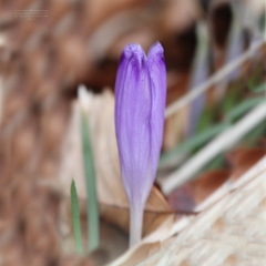 Crocus heuffelianus