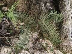 Gleichenia