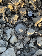 Mammillaria lasiacantha
