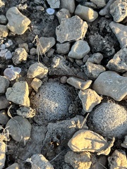 Mammillaria lasiacantha