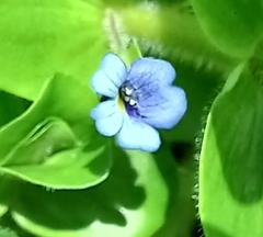 Bacopa