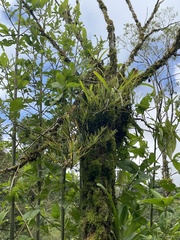 Columnea linearis image