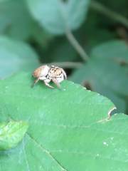 Carrhotus xanthogramma