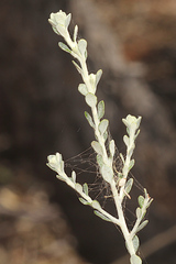 Olearia pimeleoides