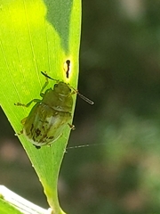 Calomela pallida