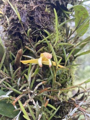 Maxillaria porrecta