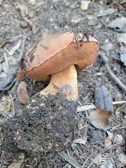 Suillellus amygdalinus