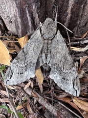 Psilogramma casuarinae