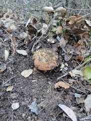 Suillellus amygdalinus