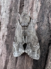 Psilogramma casuarinae