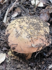 Suillellus amygdalinus